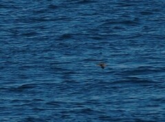 Puffinus mauretanicus