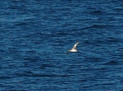 Puffinus mauretanicus