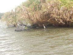Egretta tricolor