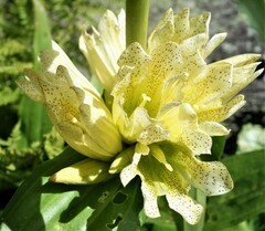 Gentiana burseri burseri