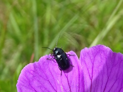 Cryptocephalus violaceus