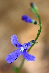 Lobelia dentata