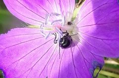 Cryptocephalus violaceus