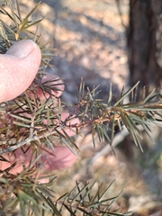 Juniperus rigida