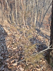 Juniperus rigida