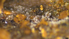 Stypella