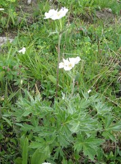 Anemonastrum sibiricum