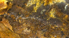 Stypella