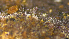 Stypella