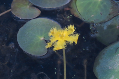 Nymphoides