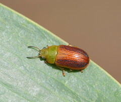 Calomela satelles