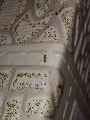 Monomorium pharaonis