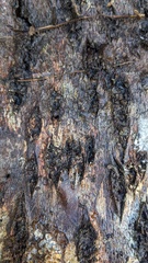 Agaricomycetes