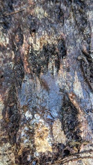 Agaricomycetes
