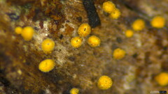 Agaricomycetes