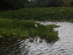 Egretta thula