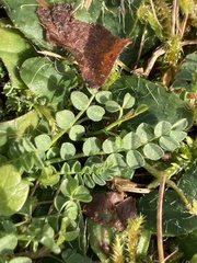 Ornithopus perpusillus