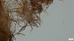 Agaricomycetes