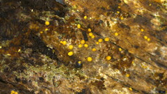 Agaricomycetes