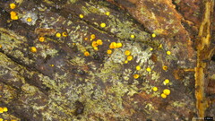 Agaricomycetes