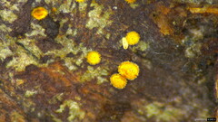 Agaricomycetes