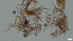 Agaricomycetes