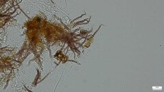 Agaricomycetes