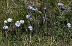 Pappochroma bellidioides