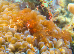 Achaeus japonicus