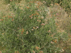 Tessaria absinthioides