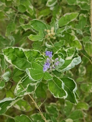 Vitex trifolia