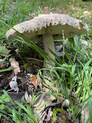 Chlorophyllum nothorhacodes
