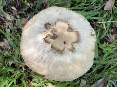 Chlorophyllum nothorhacodes