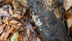 Chromelosporium