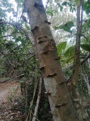 Piptadenia retusa