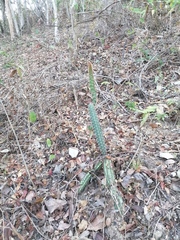 Acanthocereus oaxacensis