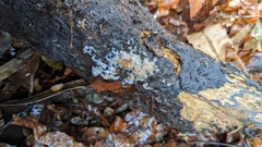 Chromelosporium