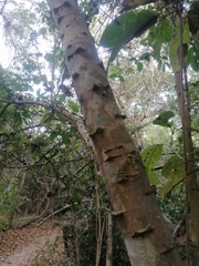 Piptadenia retusa