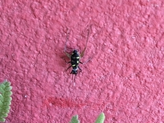 Phylloscyrtus amoenus