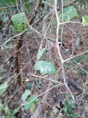 Passiflora filipes
