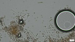 Chromelosporium