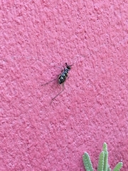 Phylloscyrtus amoenus