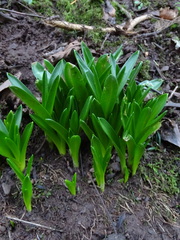 Hyacinthoides non-scripta