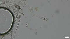 Chromelosporium