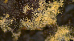 Chromelosporium