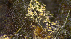 Chromelosporium