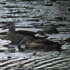 Nettapus coromandelianus