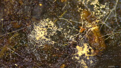 Chromelosporium