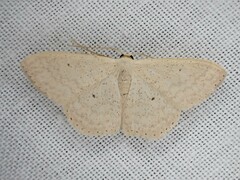 Scopula optivata