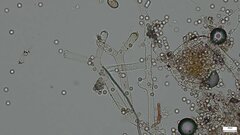 Chromelosporium